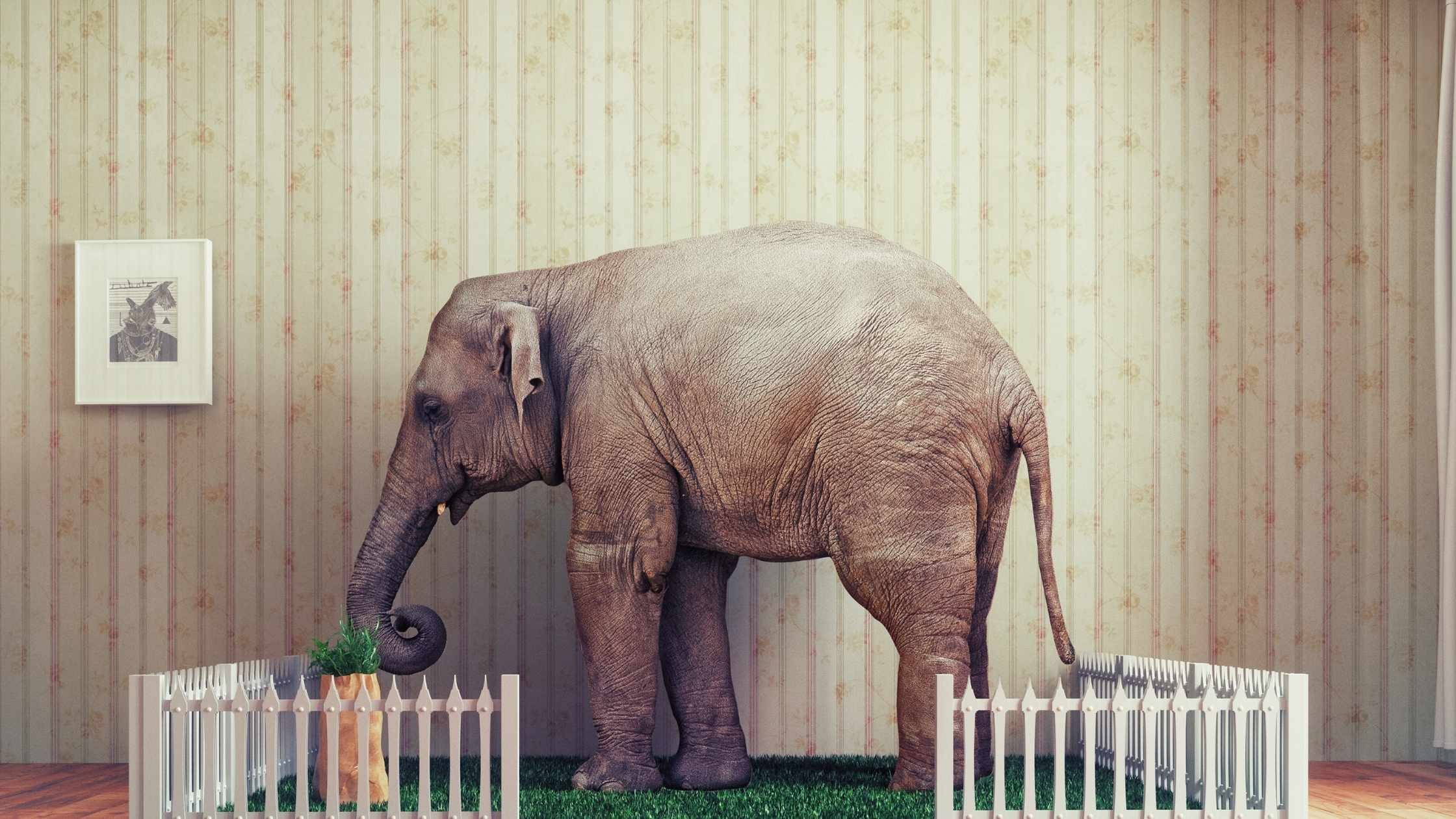 Elephant in a small room with a white picket fence, NSW strata living