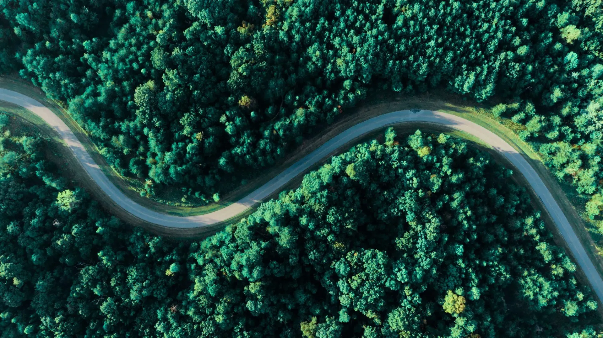 Aerial view of a winding road cutting through a dense, green forest with sunlight casting shadows on the trees.