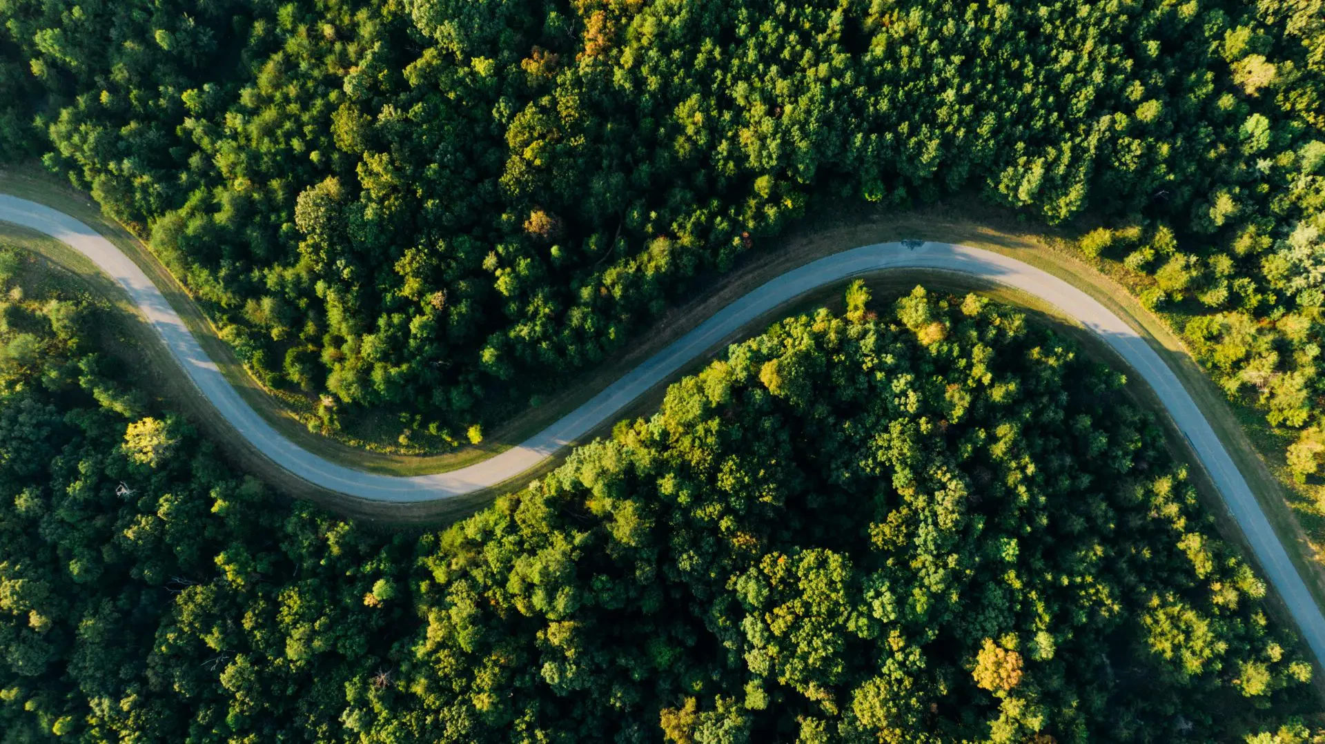 Aerial view of a winding road cutting through a dense green forest with sunlight casting shadows.