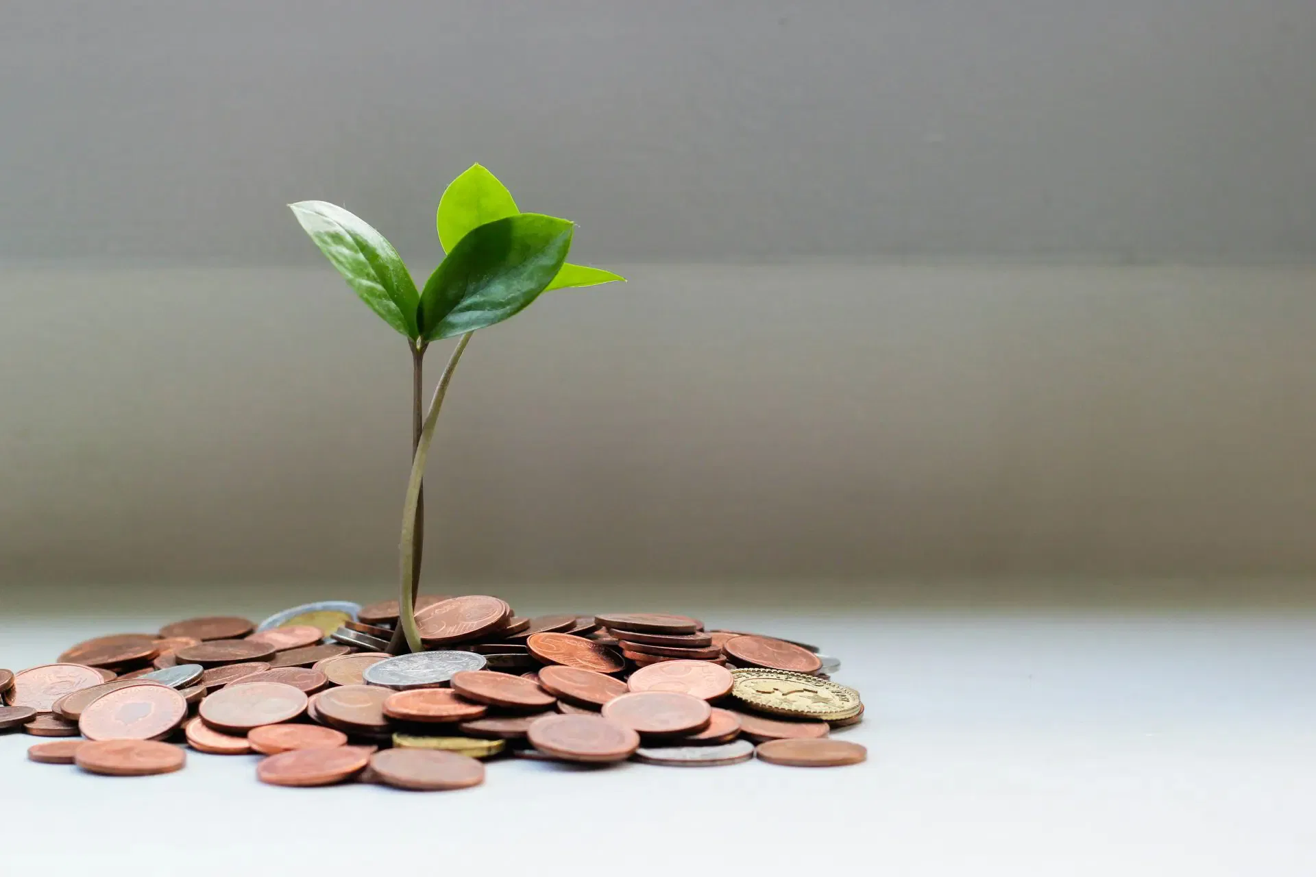 A small plant with green leaves growing from a pile of coins, symbolizing financial growth and investment.
