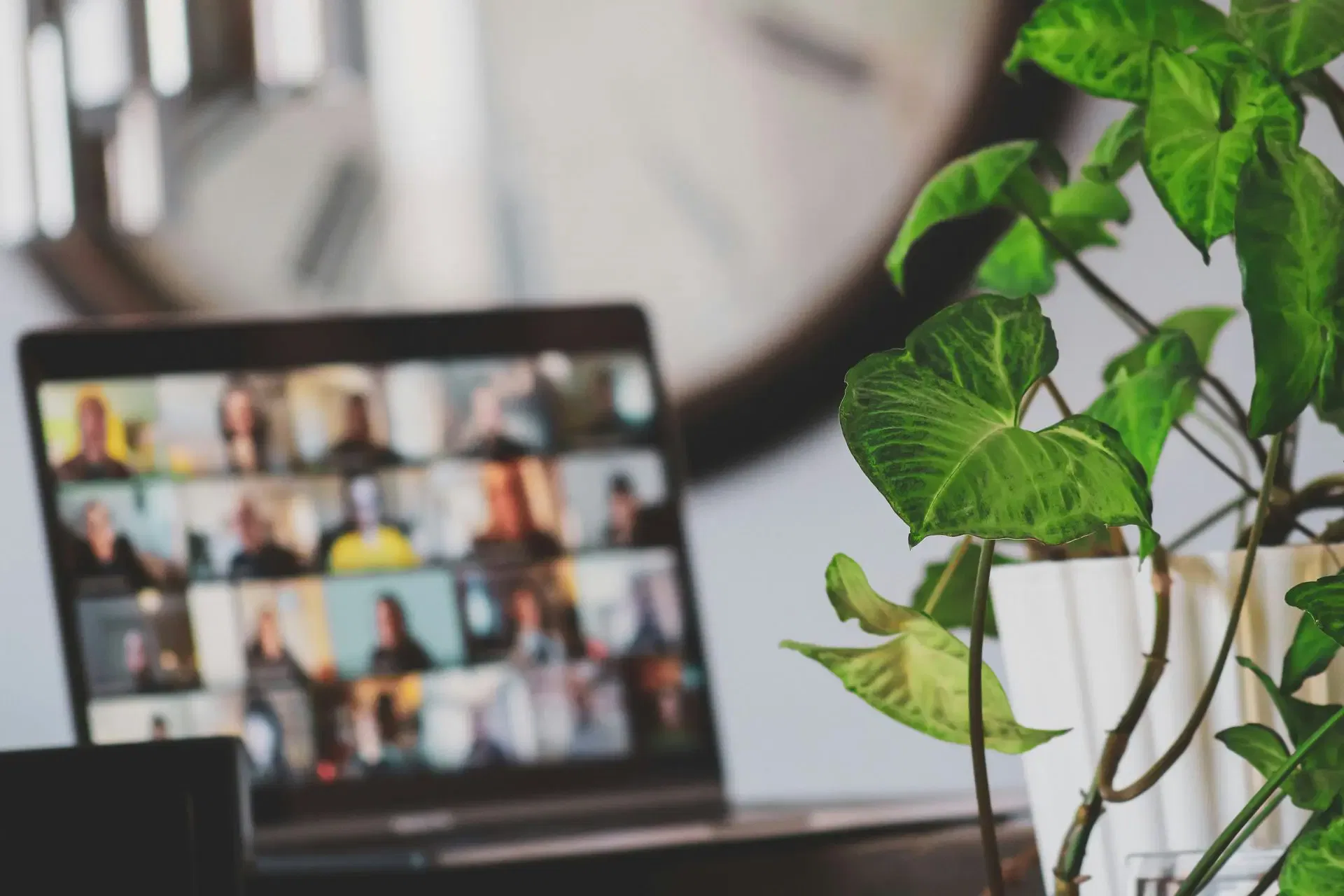 Laptop displaying a video conference call, with a vibrant green houseplant in the foreground.