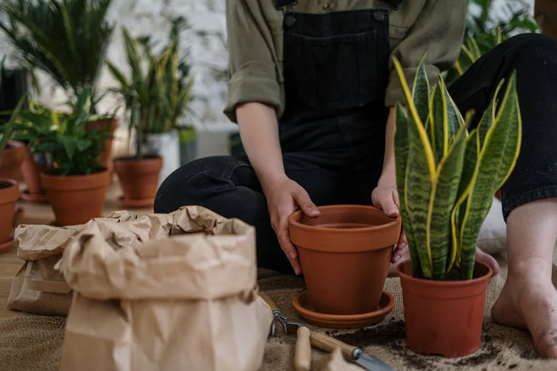 Person gardening indoors with potted plants, reflecting Strata Gardening Rules in NSW for Stratum, By-law, and Strata Scheme.